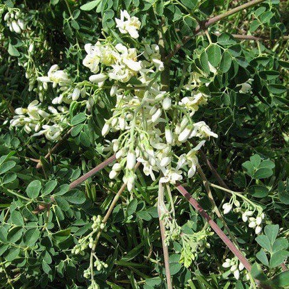 Premium Moringa Poeder Biologisch