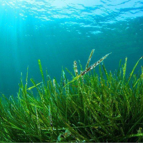 Premium Spirulina Poeder Biologisch