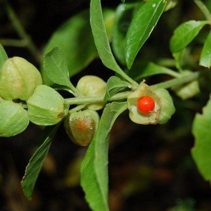Premium Ashwagandha Poeder Biologisch